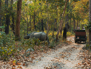 Chitwan Nat. Park